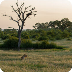 polkolonie_2024_afryka